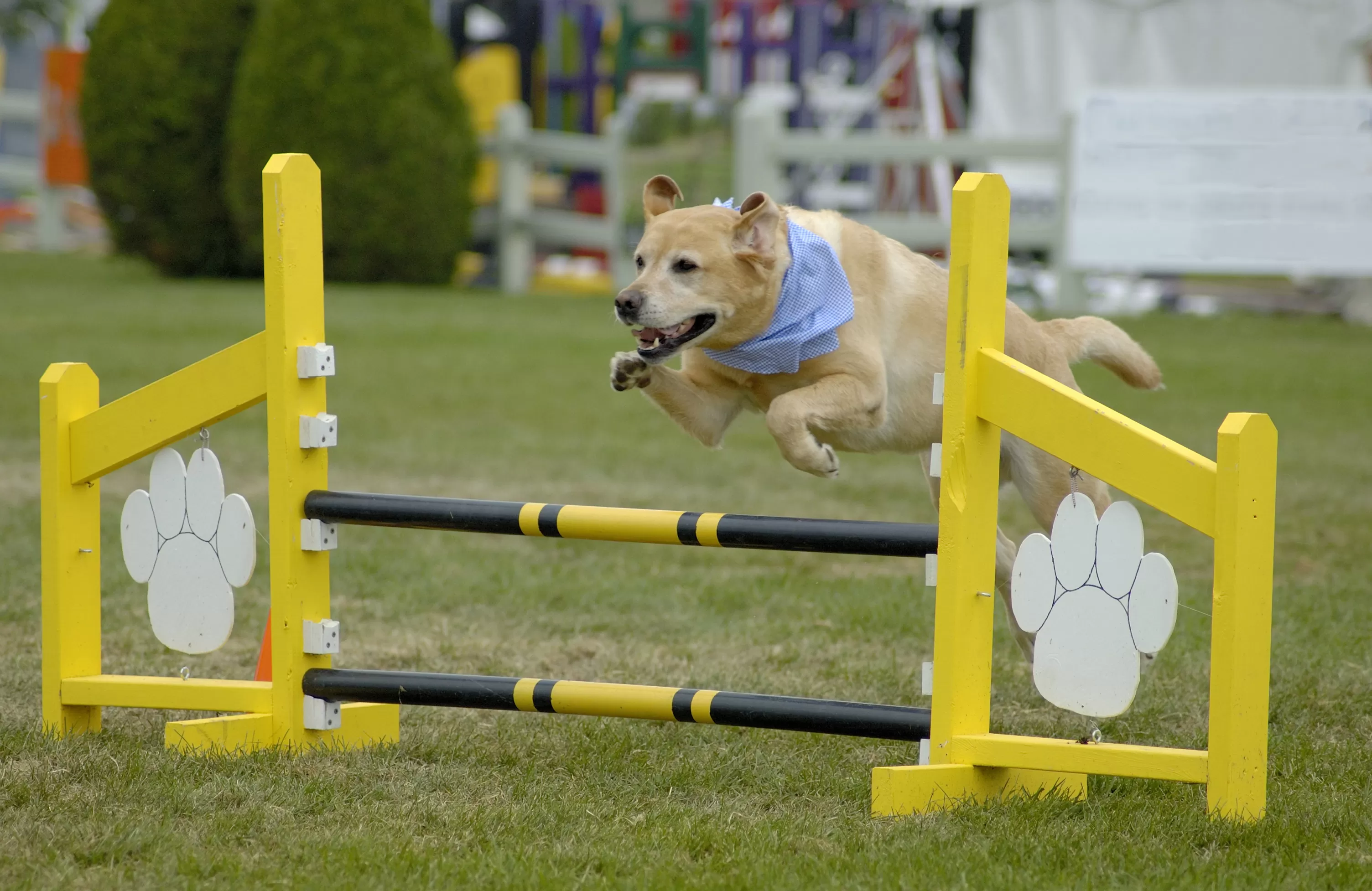 Dog Fitness Equipment